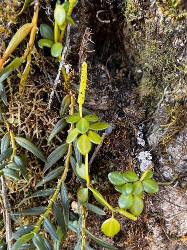 Peperomia tetraphylla, photograph 6