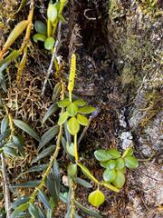 Peperomia tetraphylla, photograph author not stated, no rights reserved