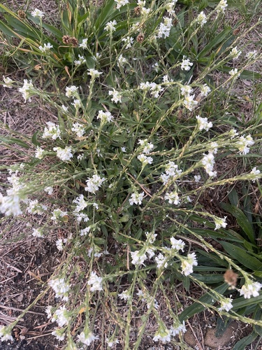 hoary alyssum
