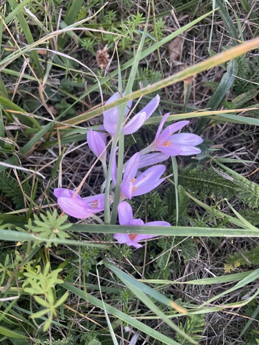 Autumn Crocus