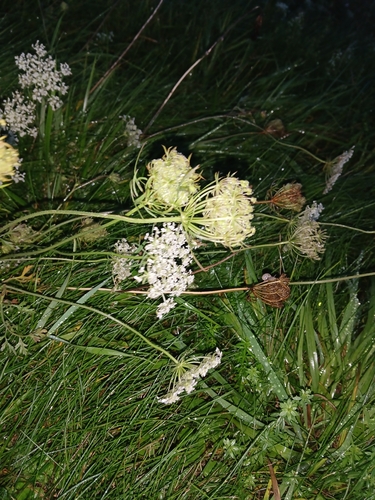 wild carrot