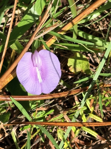 Centrosema virginianum, photograph 5