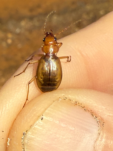 Nebria diversa