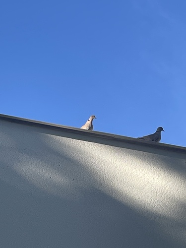 Eurasian Collared-Dove