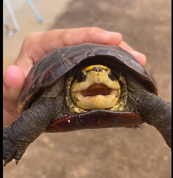 Scorpion Mud Turtle