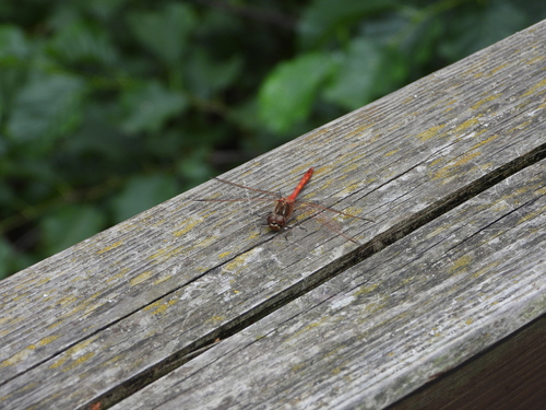 Vagrant Darter