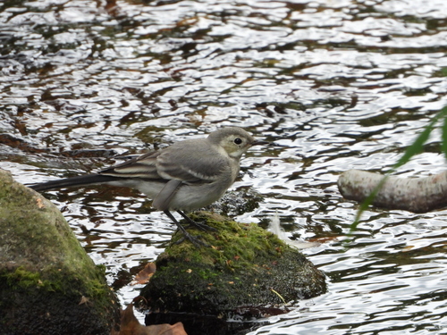 White Wagtail