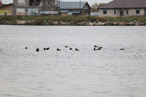 Tufted Duck