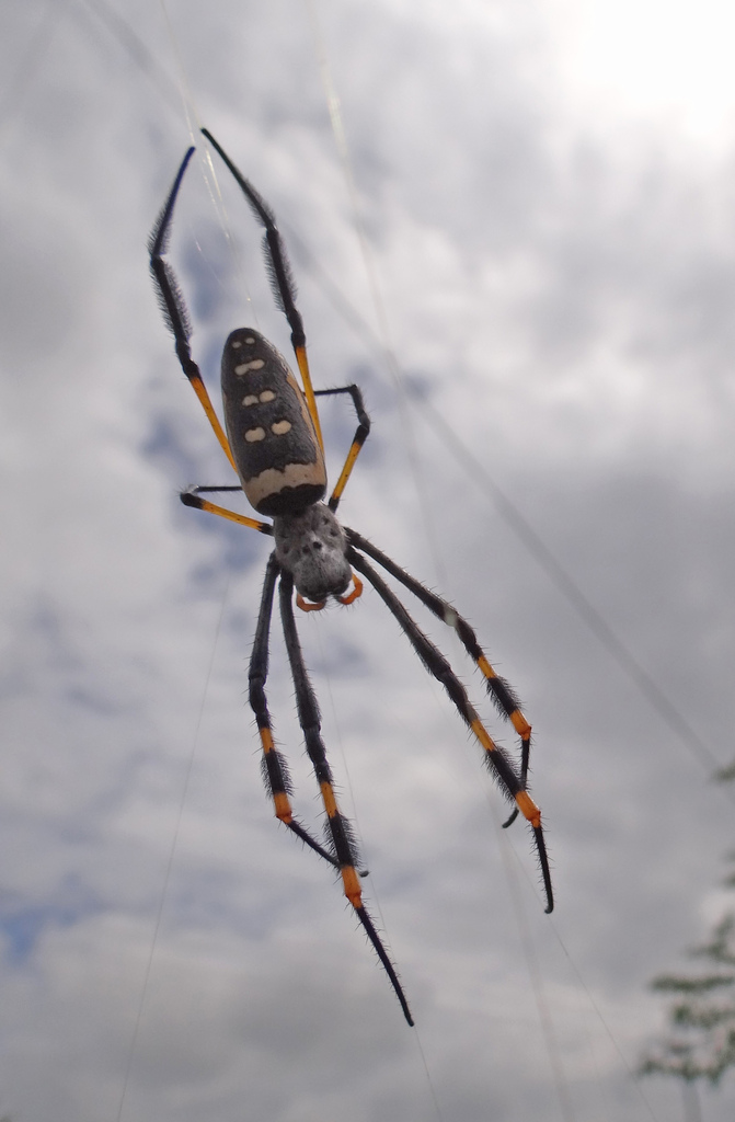 Banded-legged Golden Orb-web Spider From Bulawayo Zimbabwe On February 