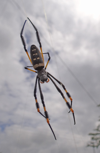 banded-legged golden orb-web spider