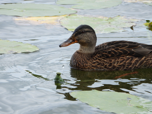 Mallard