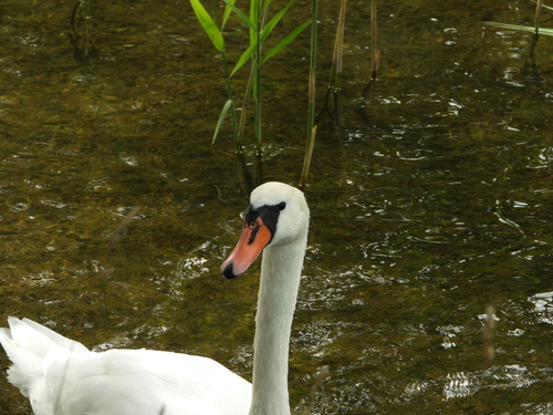 Mute Swan