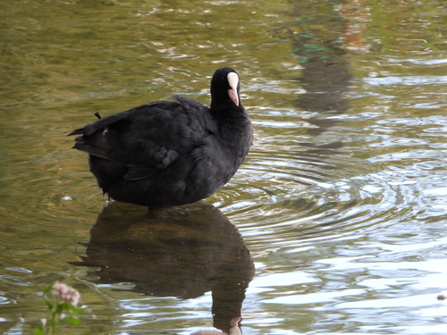 Eurasian Coot