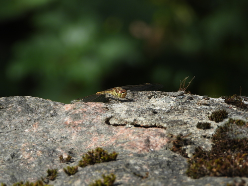 Vagrant Darter