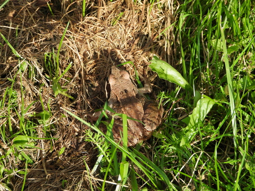 Moor Frog