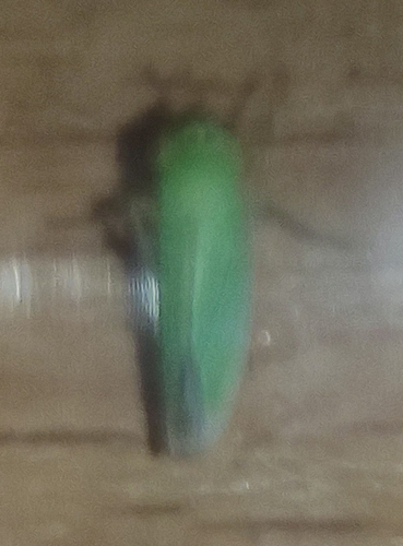 Green Leafhopper
