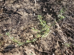 Cryptantha leiocarpa