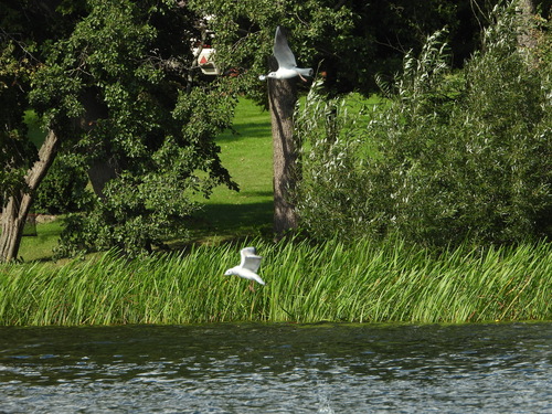 Black-headed Gull