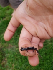 Plethodontinae