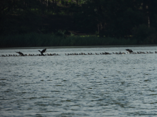 Great Cormorant