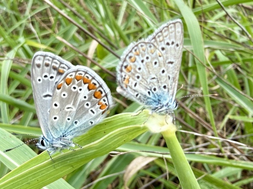 Common Blue