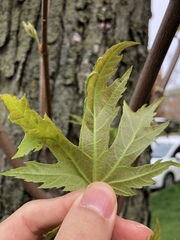 Acer saccharinum