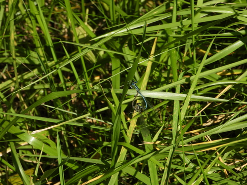 Blue Featherleg