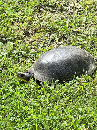Blanding's Turtle