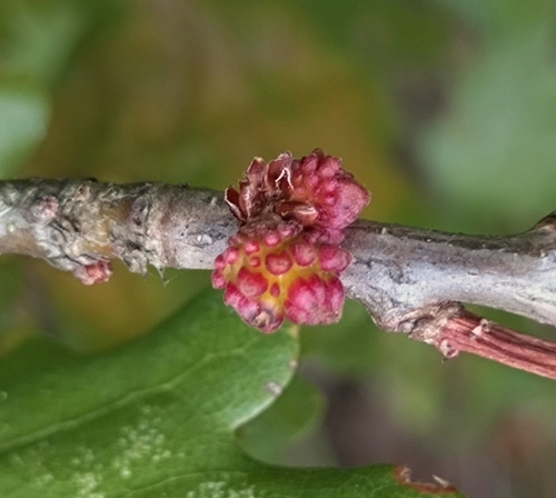 Andricus gemmeus