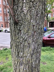 Acer saccharinum