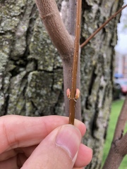 Acer saccharinum