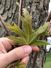 Acer saccharinum