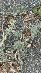 Lathyrus littoralis