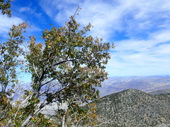 Acer glabrum diffusum