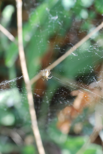 Mangora acalypha