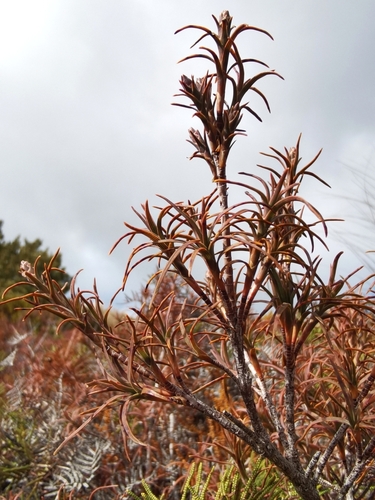 Dracophyllum recurvum observed 2026-08-24