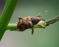 Curculio venosus