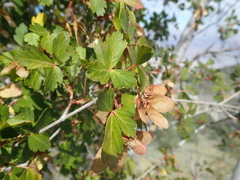 Acer glabrum diffusum