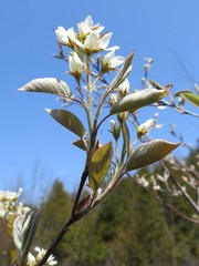 Amelanchier sanguinea