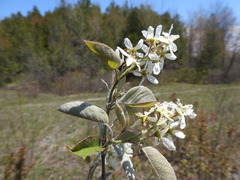 Amelanchier sanguinea
