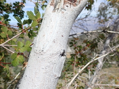 Acer glabrum diffusum