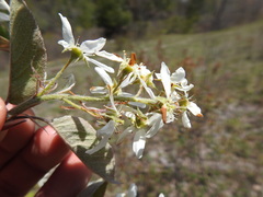 Amelanchier sanguinea