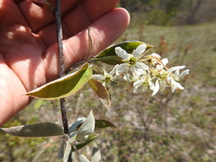 Amelanchier sanguinea