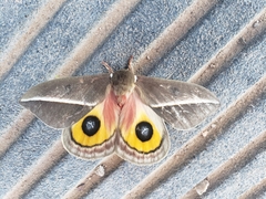 Automeris zephyria