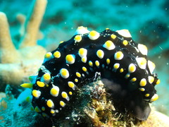 Phyllidia carlsonhoffi