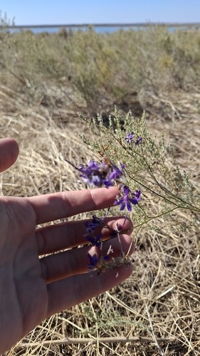 Forking Larkspur