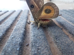 Automeris zephyria