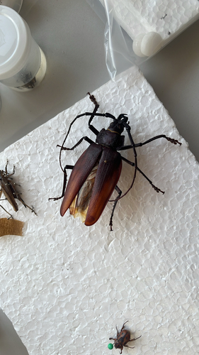 Ctenoscelis coeus