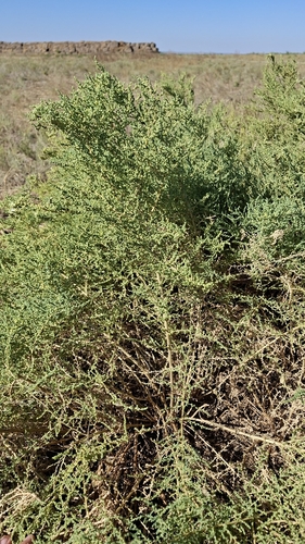 Salsola dendroides