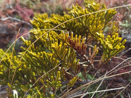 Veronica tetragona observed 2026-08-24